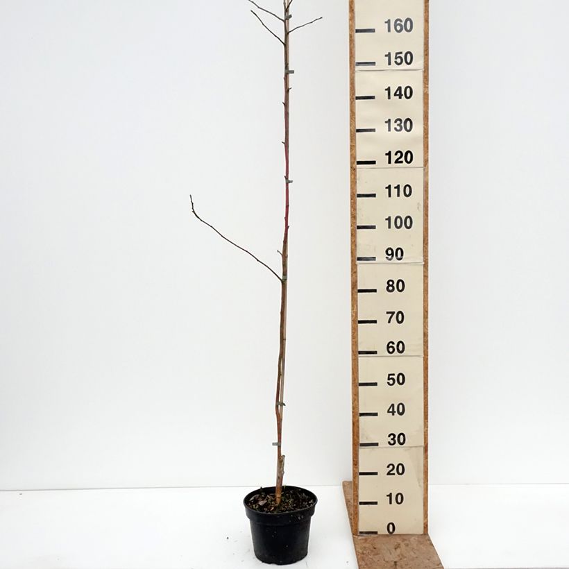 Exemplaar van Appelboom Kantówka Gdańska Pot van 4 l/5 l, Onderstam zoals geleverd in de winter