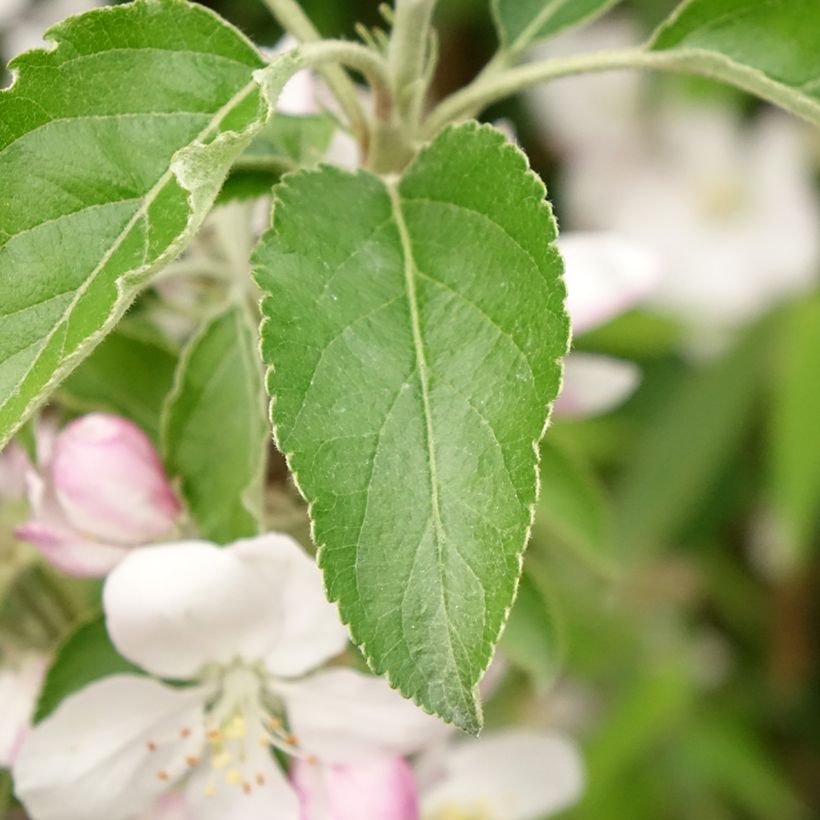 Appelboom Karneval (Blad)