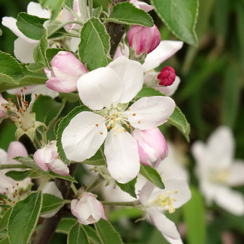 Appelboom Karneval (Bloei)