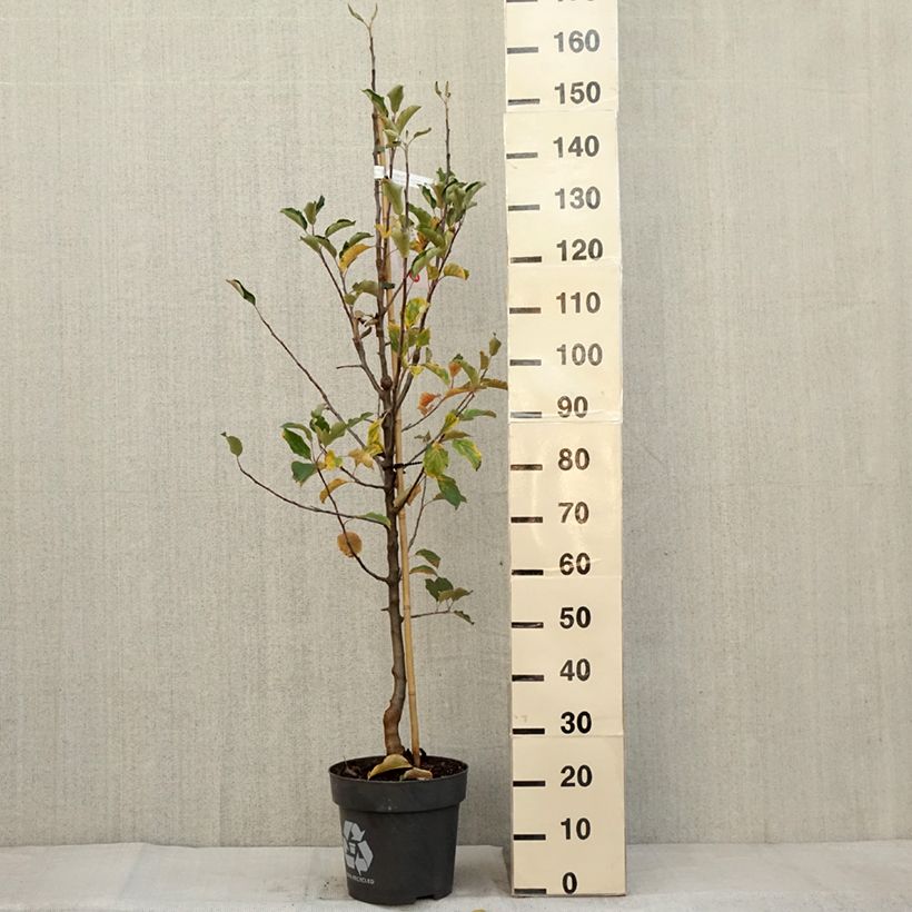 Exemplaar van Appelboom Karneval Pot van 7,5 l/10 l, Kelkvormig zoals geleverd in de herfst