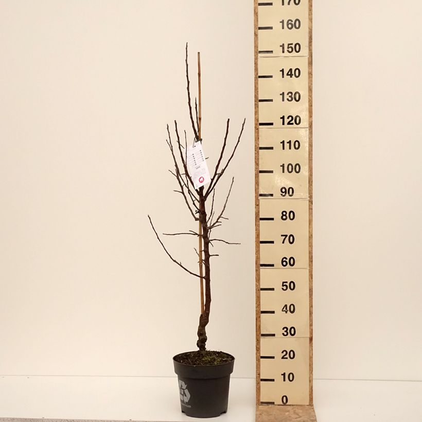 Exemplaar van Pommier Karneval Pot van 7,5 l/10 l, Kelkvormig zoals geleverd in de winter