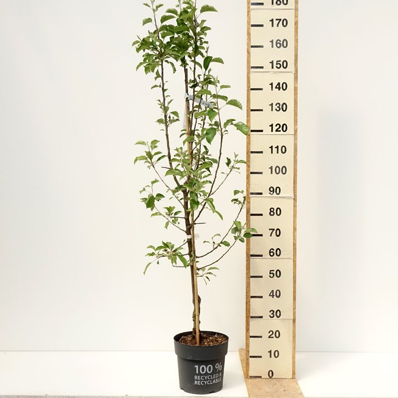 Exemplaar van Appelboom Karneval Pot van 7,5 l/10 l, Kelkvormig zoals geleverd in de lente