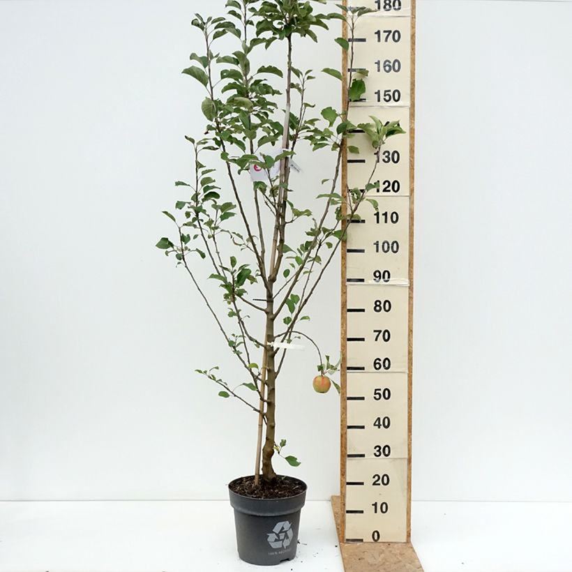 Exemplaar van Appelboom Karneval Pot van 7,5 l/10 l, Kelkvormig zoals geleverd in de zomer