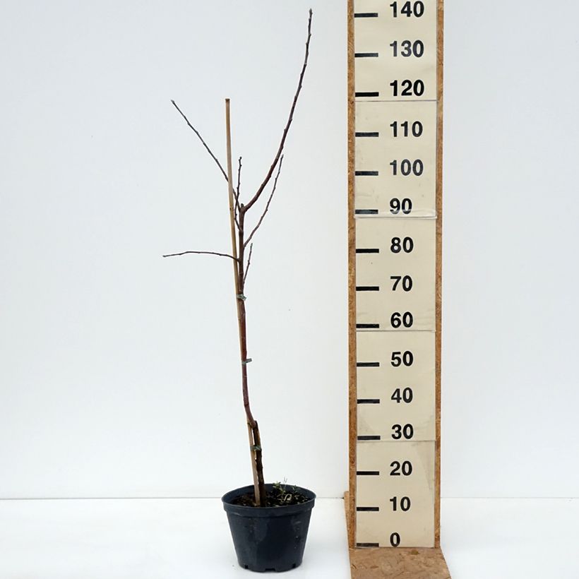 Exemplaar van Appelboom Kosztela Pot van 4 l/5 l, Onderstam zoals geleverd in de herfst
