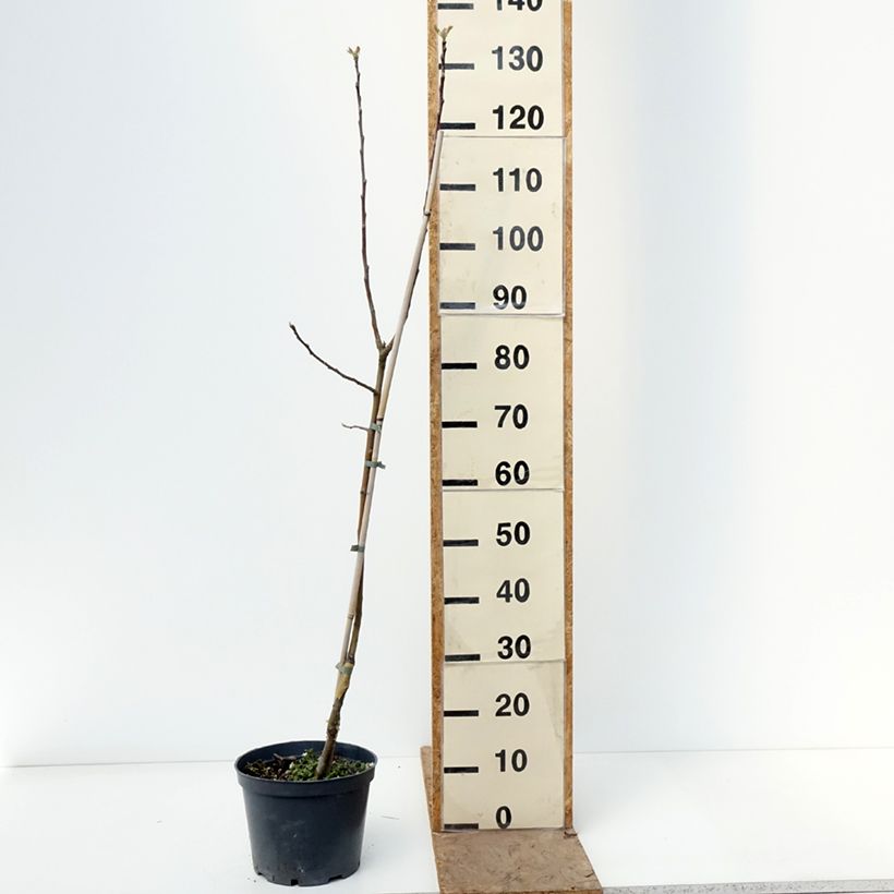 Exemplaar van Appelboom Kosztela Pot van 4 l/5 l, Onderstam zoals geleverd in de lente