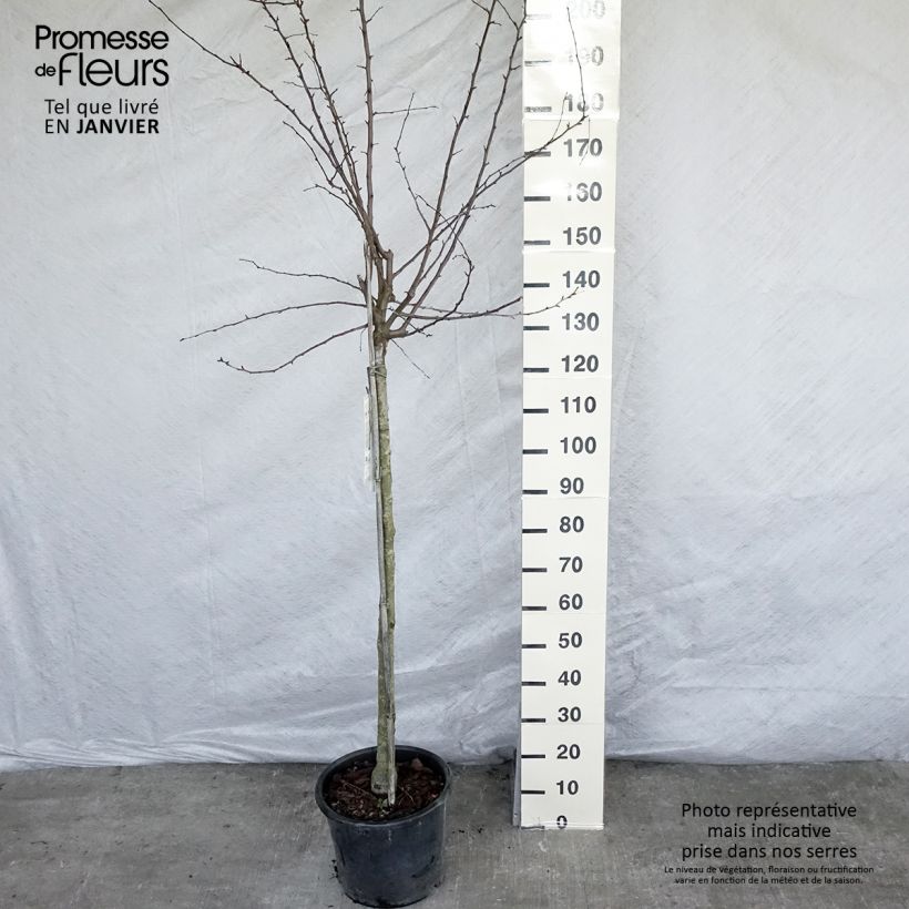 Example of Pommier d'ornement - Malus Diable Rouge Pot van 12 l/15 l as you get in hiver