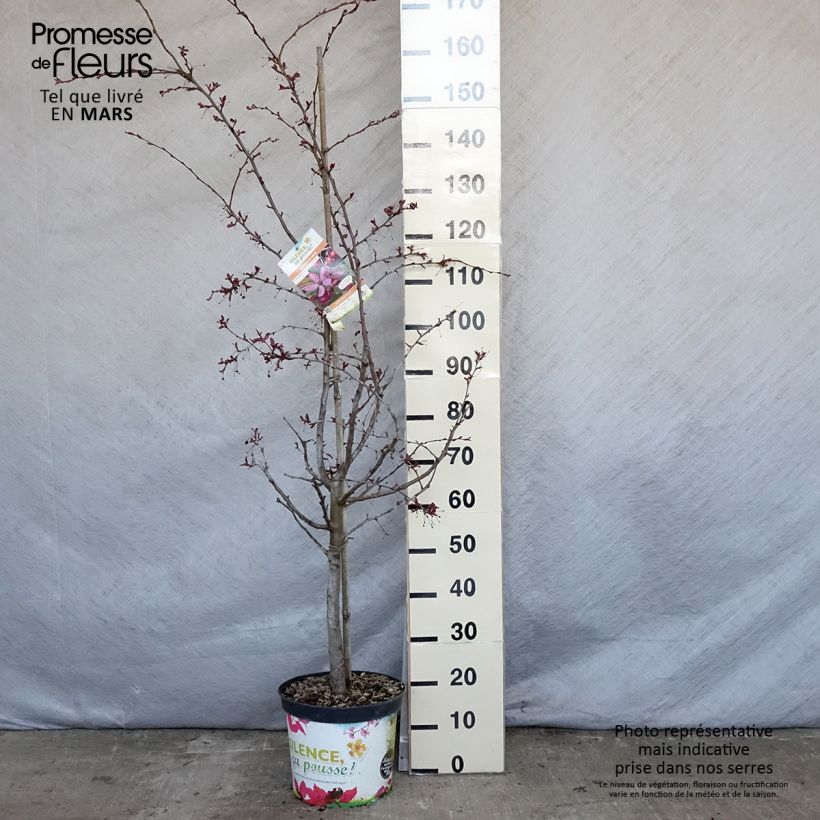 Exemplaar van Malus Diable Rouge - Sierappel Pot van 7,5 l/10 l zoals geleverd in de lente