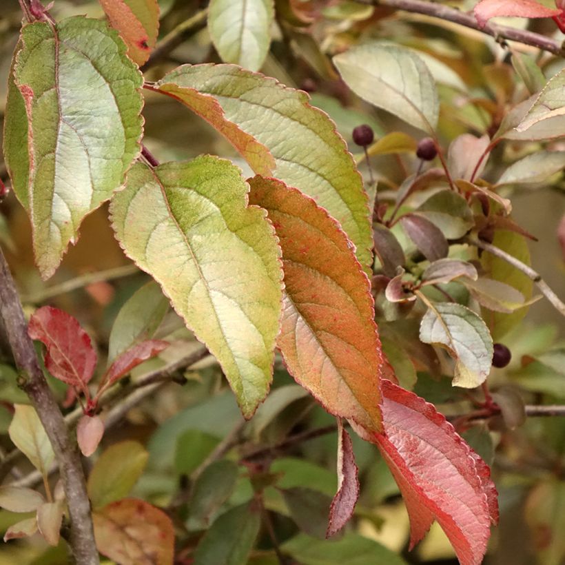 Malus Diable Rouge - Sierappel (Blad)