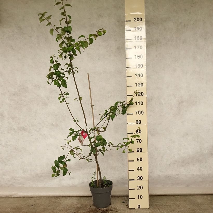 Exemplaar van Appelboom Braeburn Pot van 7,5 l/10 l, Kelkvormig zoals geleverd in de zomer