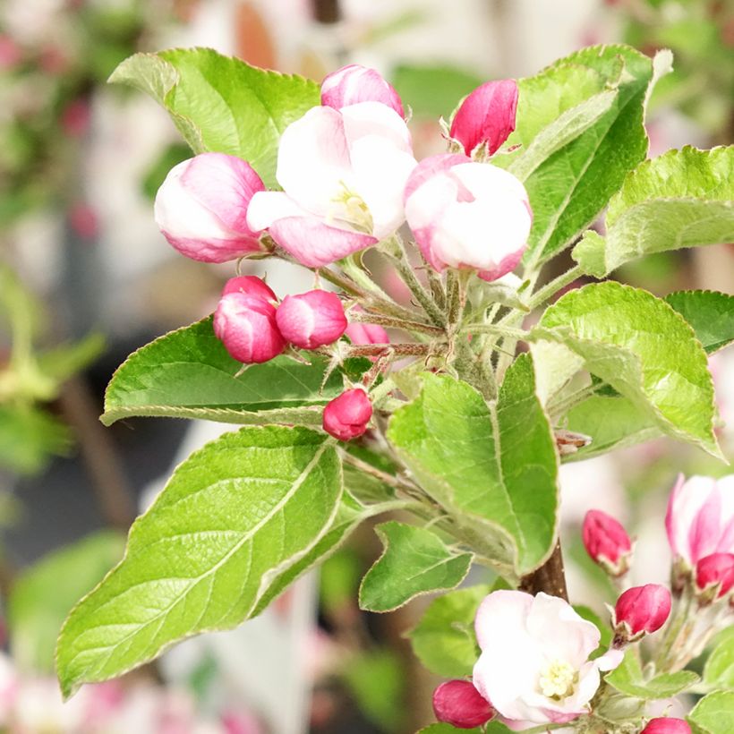 Appelboom Braeburn (Bloei)