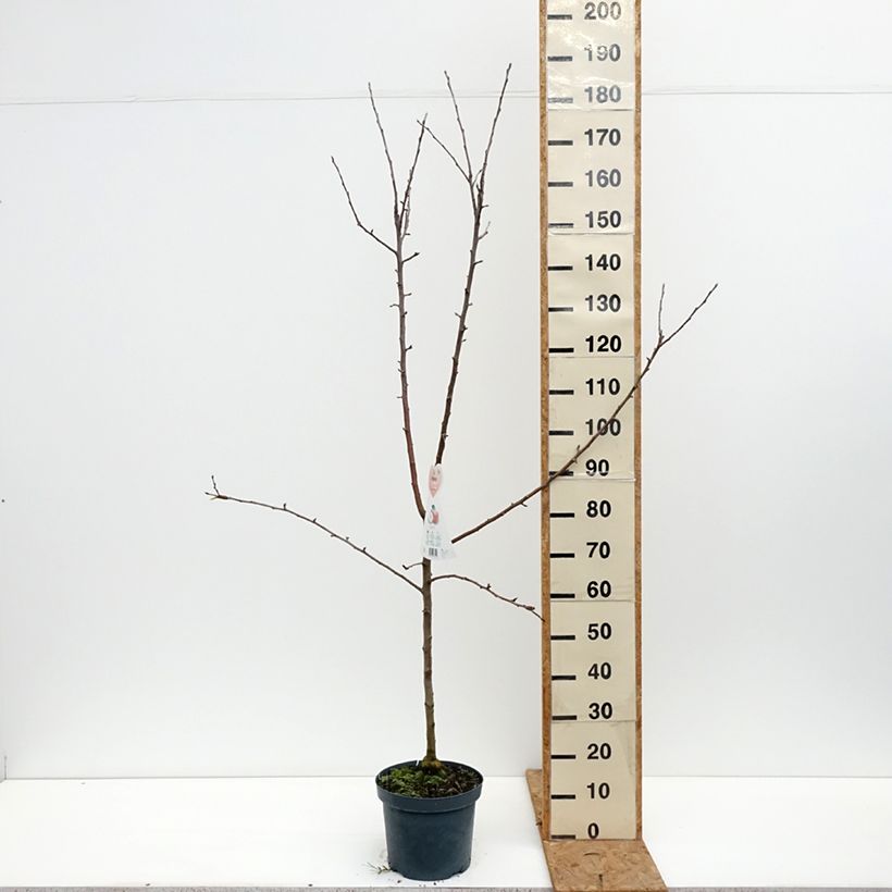 Exemplaar van Appelboom Braeburn Pot van 7,5 l/10 l, Kelkvormig zoals geleverd in de herfst