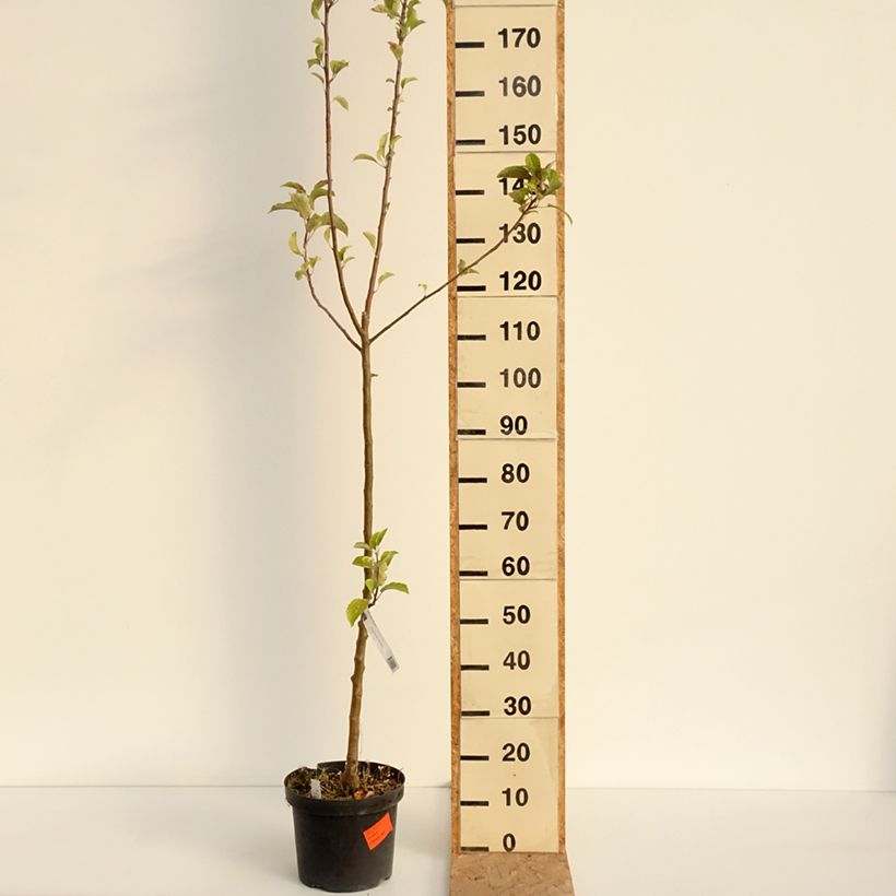 Exemplaar van Appelboom Braeburn Pot van 7,5 l/10 l, Onderstam zoals geleverd in de zomer
