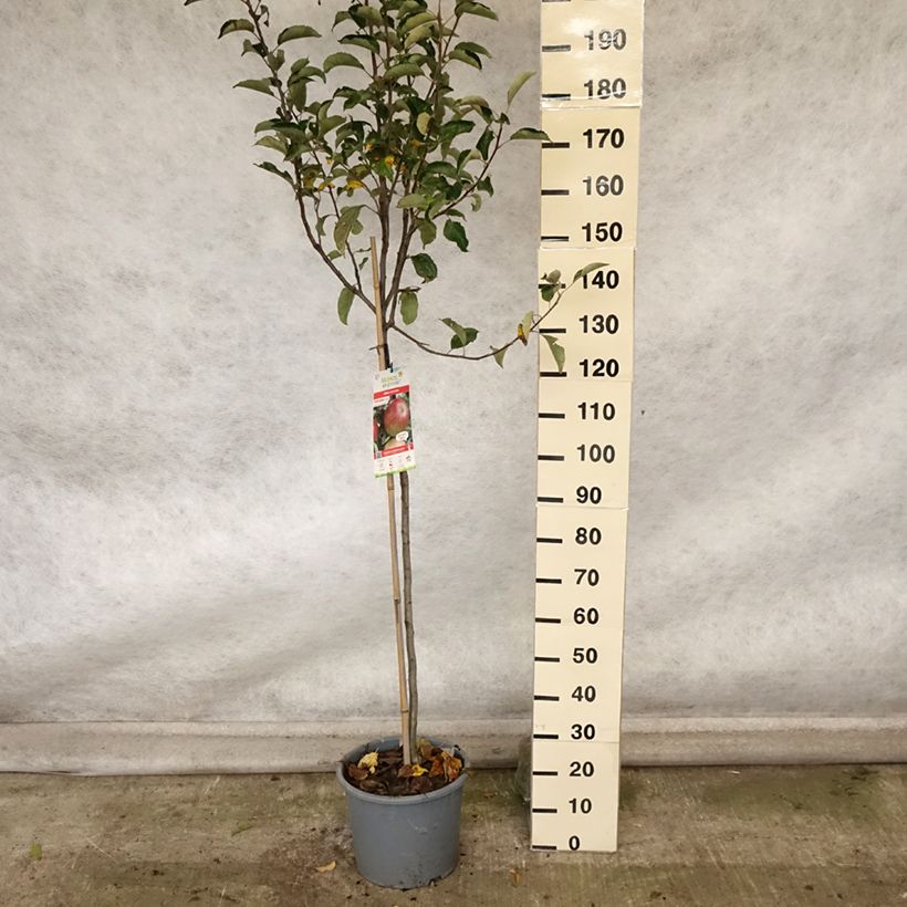 Exemplaar van Appelboom Idared Pot van 12 l/15 l, Half-hoge stam zoals geleverd in de herfst