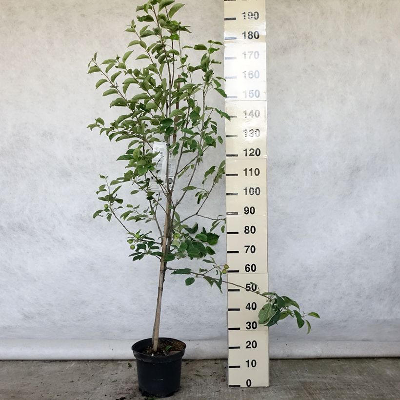 Exemplaar van Appelboom Idared Pot van 7,5 l/10 l, Kelkvormig zoals geleverd in de zomer