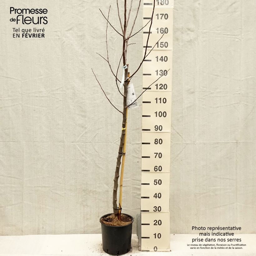 Exemplaar van Pommier Reinette Blanche du Canada Pot de 7,5L/10L, Demi-Tige zoals geleverd in de winter