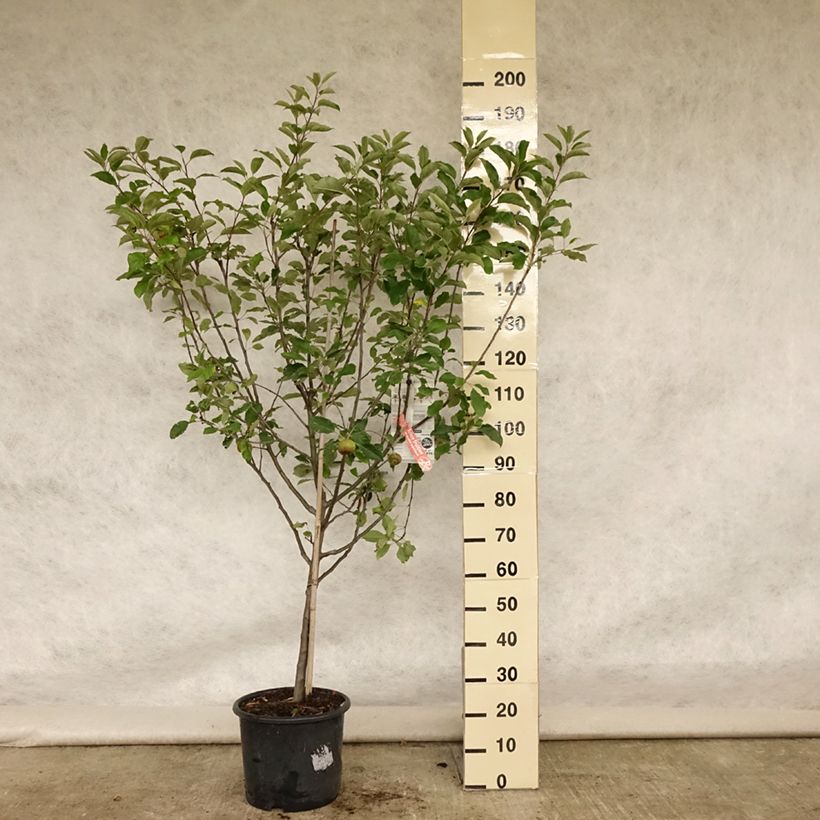 Exemplaar van Appelboom Melrose Pot van 7,5 l/10 l, Kelkvormig zoals geleverd in de zomer