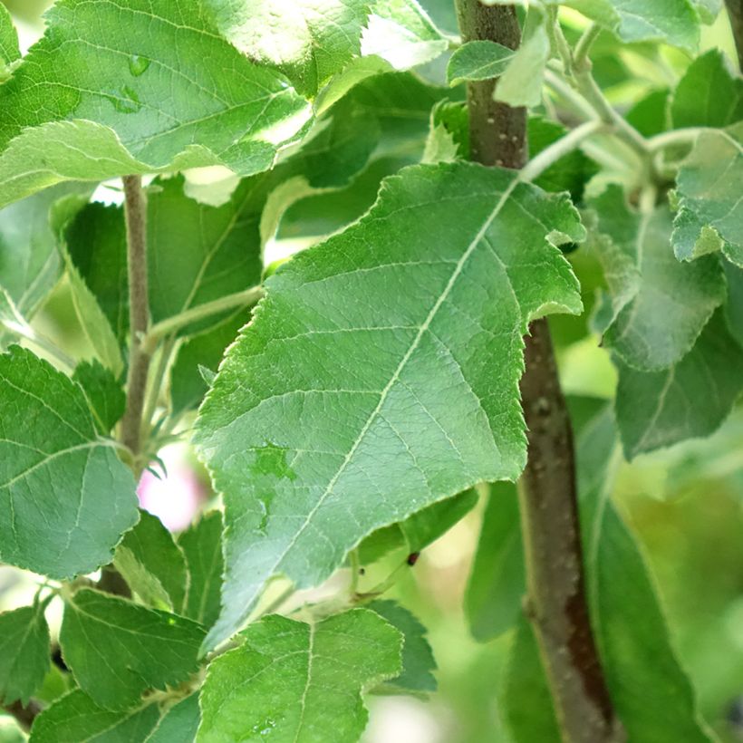 Appelboom Melrose (Blad)