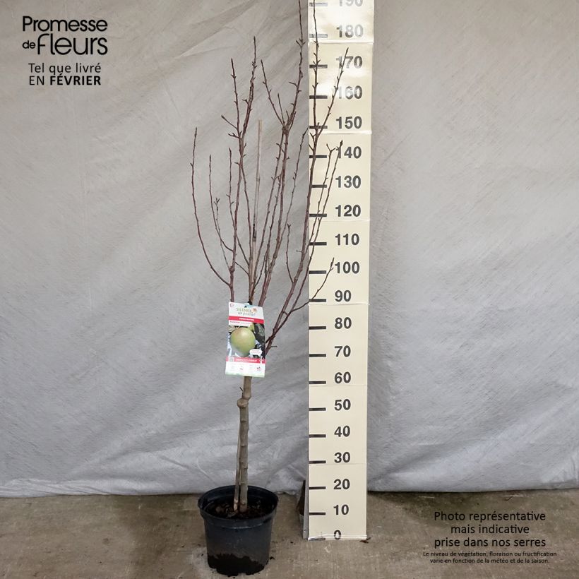 Exemplaar van Appelboom Museau de Lièvre Pot van 7,5 l/10 l, Kelkvormig zoals geleverd in de winter