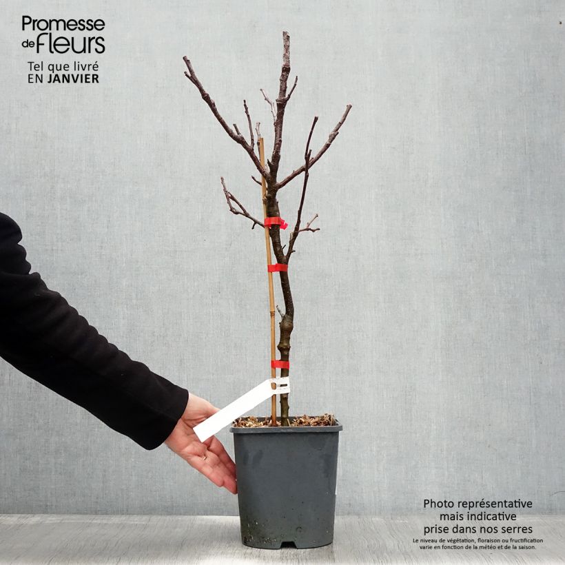 Exemplaar van Dwergappelboom Fruit Me Apple Me Yellow Golden (autofertiel) Pot van 4 l/5 l, Dwerg zoals geleverd in de winter