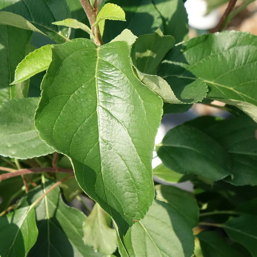 Dwergappelboom Fruit Me Apple Me Yellow Golden (autofertiel) (Blad)