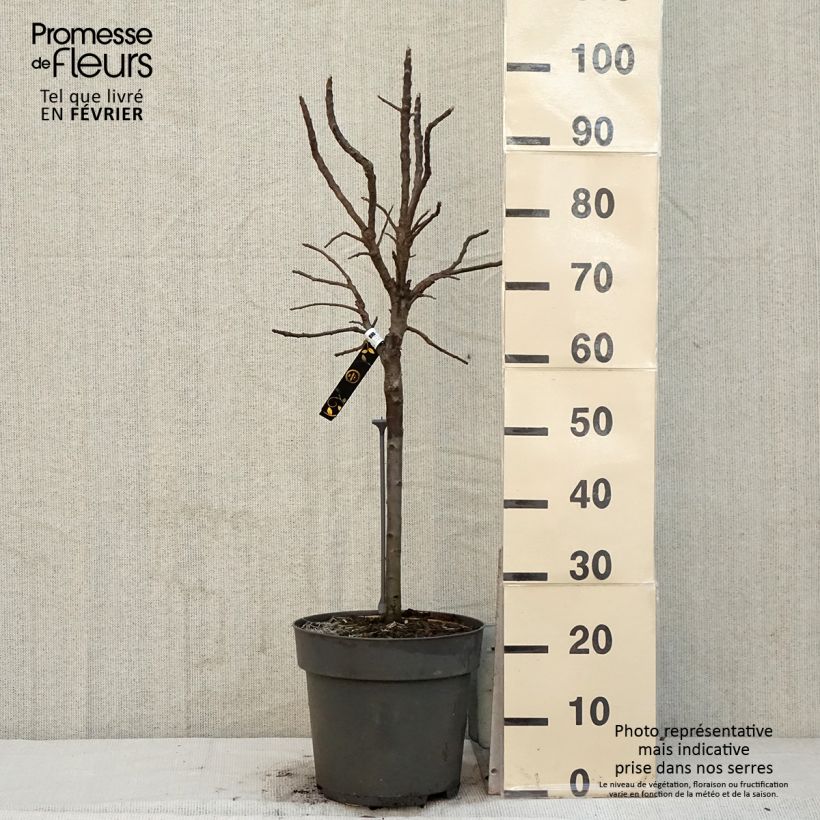 Exemplaar van Dwergappelboom Delicado Pot van 7,5 l/10 l, Kwartstam zoals geleverd in de winter