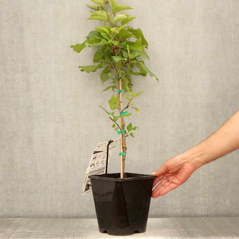 Exemplaar van Dwergappelboom Fruit Me Apple Me Red Gala Pot van 4 l/5 l, Dwerg zoals geleverd in de zomer
