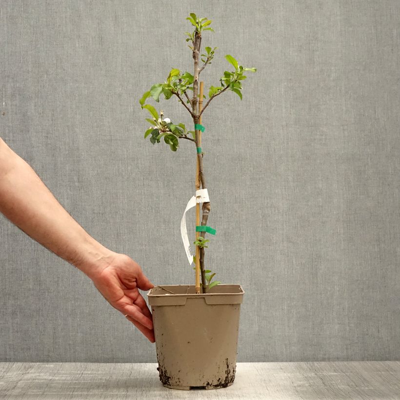 Exemplaar van Dwergappelboom Fruit Me Apple Me Red Gala Pot van 4 l/5 l, Dwerg zoals geleverd in de lente