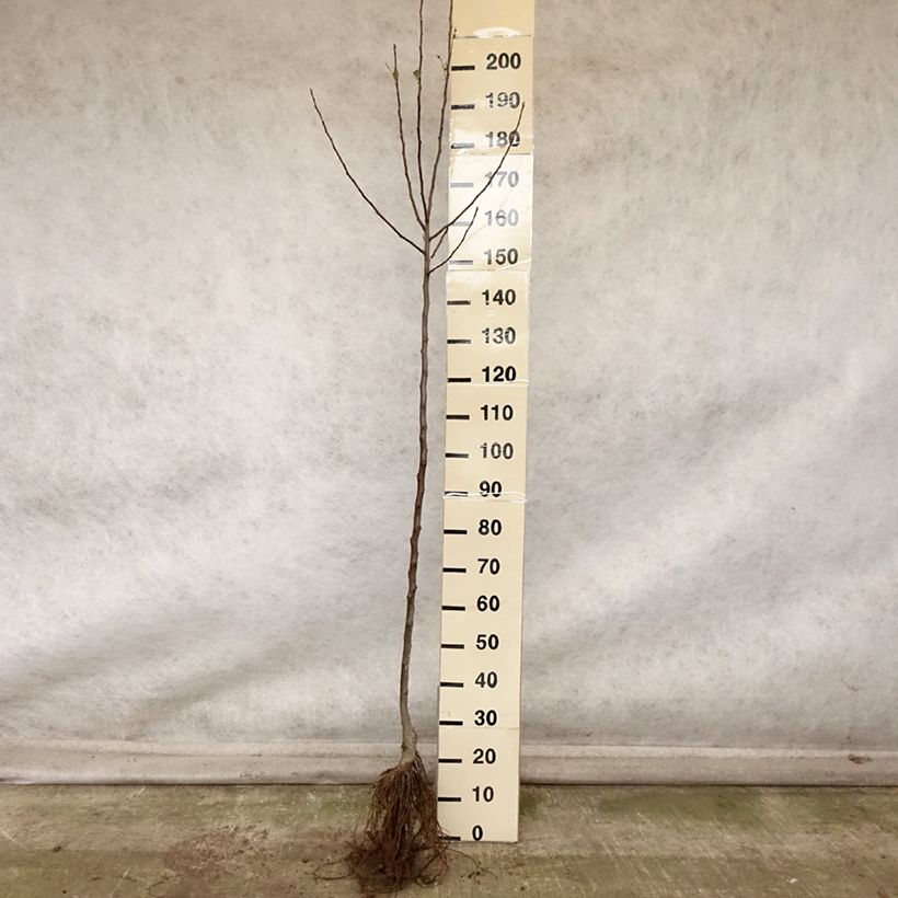Exemplaar van Appelboom Rambour d'Hiver Naakte wortel, Half-hoge stam zoals geleverd in de herfst