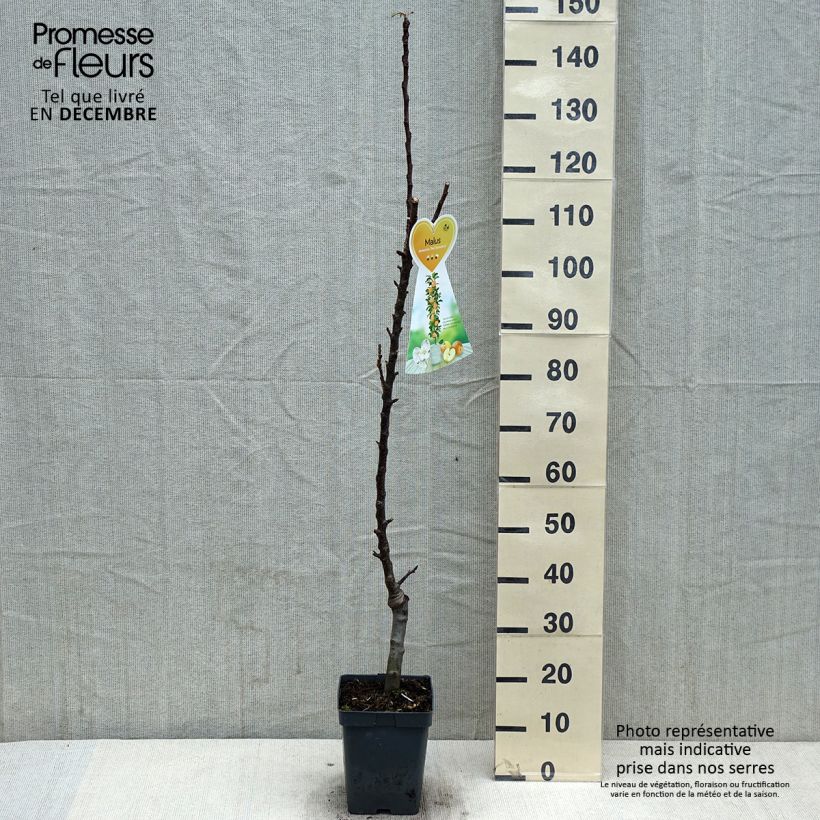 Exemplaar van Zuilvormige appelboom Red Sensation Pot van 4 l/5 l, Zuilvormig zoals geleverd in de herfst