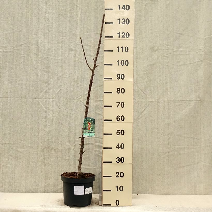 Exemplaar van Zuilvormige appelboom Red Sensation Pot van 4 l/5 l, Zuilvormig zoals geleverd in de lente