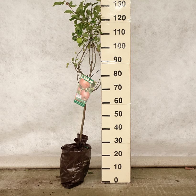 Exemplaar van Appelboom Regali - Georges Delbard Plantklare kluit, Kelkvormig zoals geleverd in de zomer
