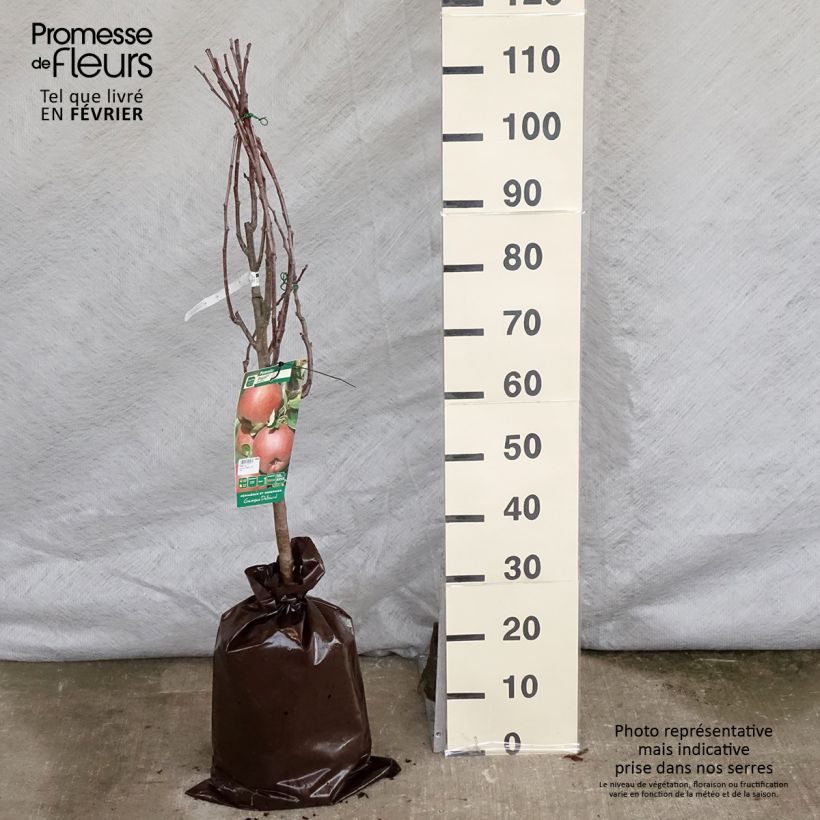 Exemplaar van Appelboom Regali - Georges Delbard Plantklare kluit, Kelkvormig zoals geleverd in de winter