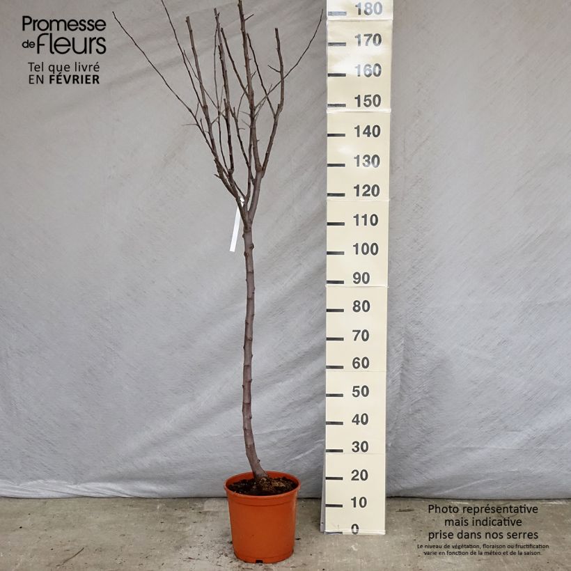 Exemplaar van Appelboom Reine des Reinettes Pot van 7,5 l/10 l, Kelkvormig zoals geleverd in de winter
