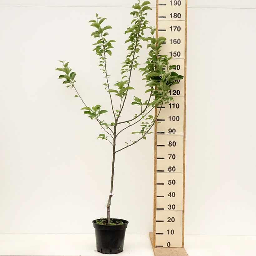 Exemplaar van Appelboom Reine des Reinettes Pot van 7,5 l/10 l, Kelkvormig zoals geleverd in de lente