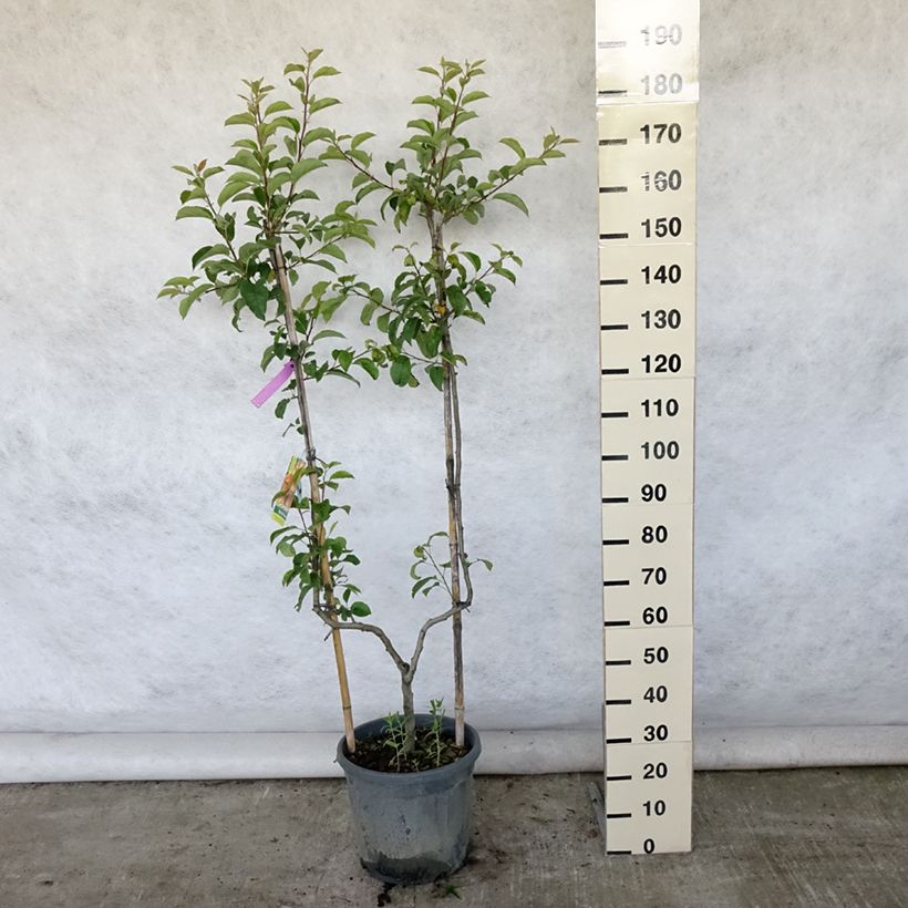 Exemplaar van Appelboom Reine des Reinettes Pot van 12 l/15 l, Enkel U-palmet zoals geleverd in de zomer
