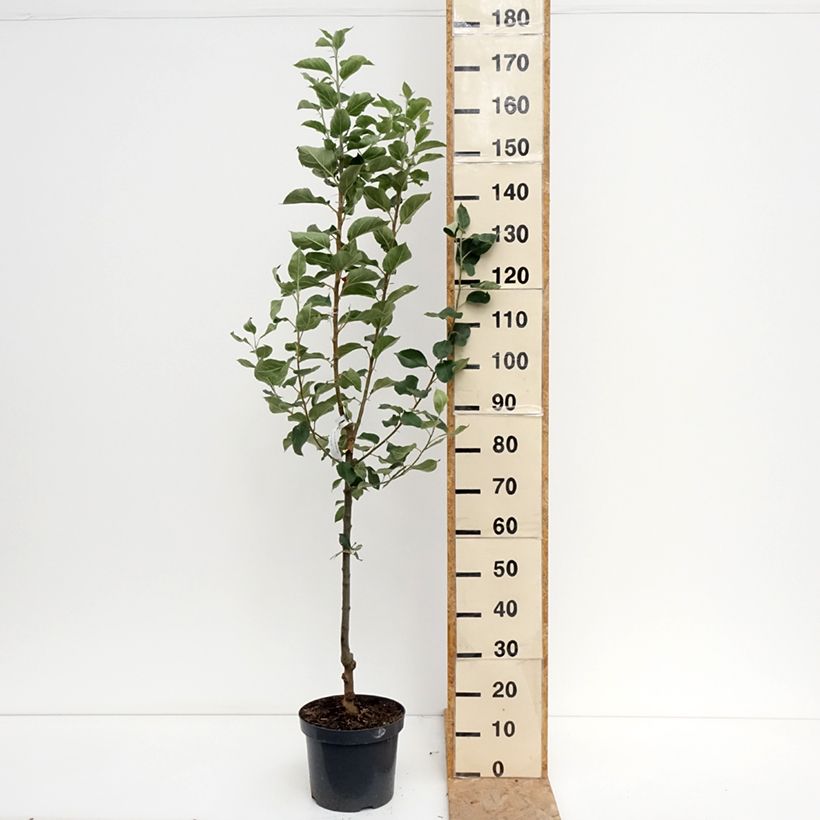 Exemplaar van Appelboom Reine des Reinettes Pot van 7,5 l/10 l, Kelkvormig zoals geleverd in de zomer