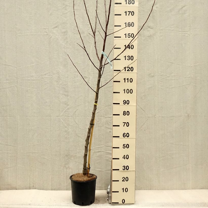 Exemplaar van Appelboom Reinette Blanche du Canada Pot van 7,5 l/10 l, Half-hoge stam zoals geleverd in de lente