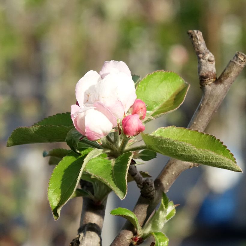 Appelboom Reinette Blanche du Canada (Bloei)
