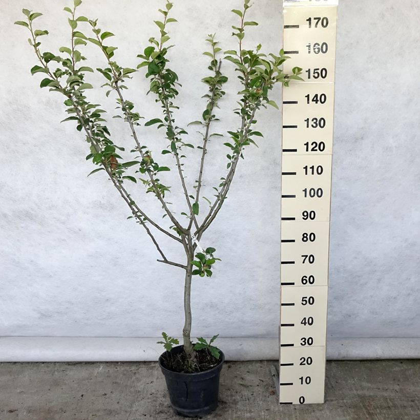 Exemplaar van Appelboom Reinette Clochard Pot van 7,5 l/10 l, Kelkvormig zoals geleverd in de zomer