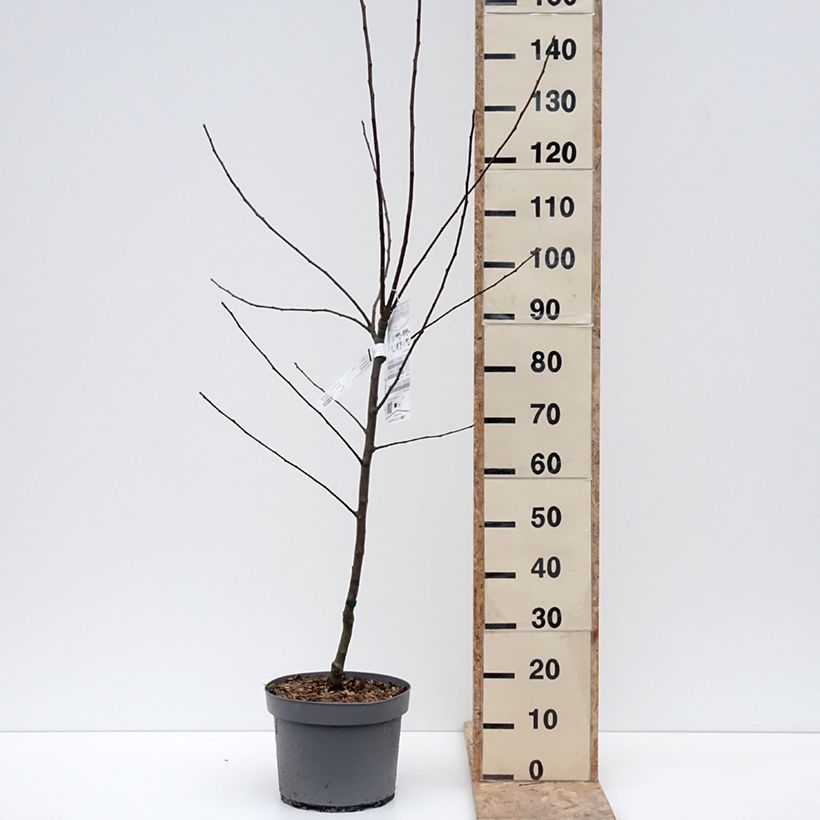 Exemplaar van Appelboom Reinette Clochard Pot van 7,5 l/10 l, Kelkvormig zoals geleverd in de winter