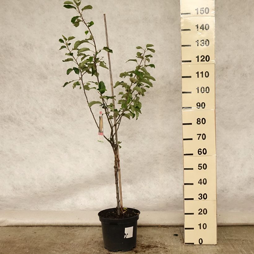 Exemplaar van Appelboom Reinette de Brive Pot van 7,5 l/10 l, Kelkvormig zoals geleverd in de zomer