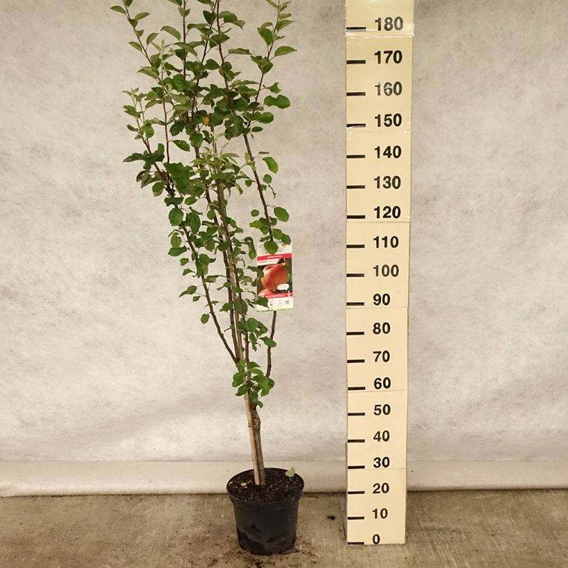 Exemplaar van Appelboom Reinette de Caux Pot van 7,5 l/10 l, Kelkvormig zoals geleverd in de zomer