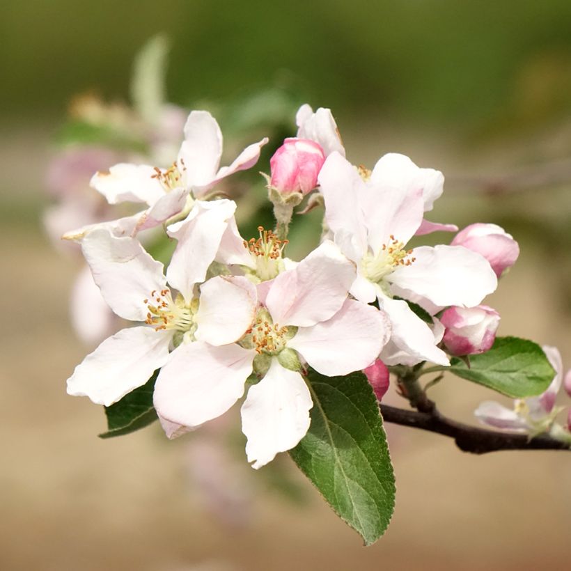 Appelboom Reinette de Caux (Bloei)