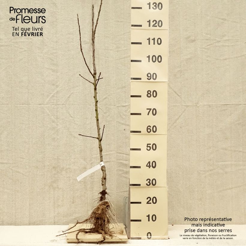 Exemplaar van Appelboom Reinette de France Naakte wortel, Kelkvormig zoals geleverd in de winter
