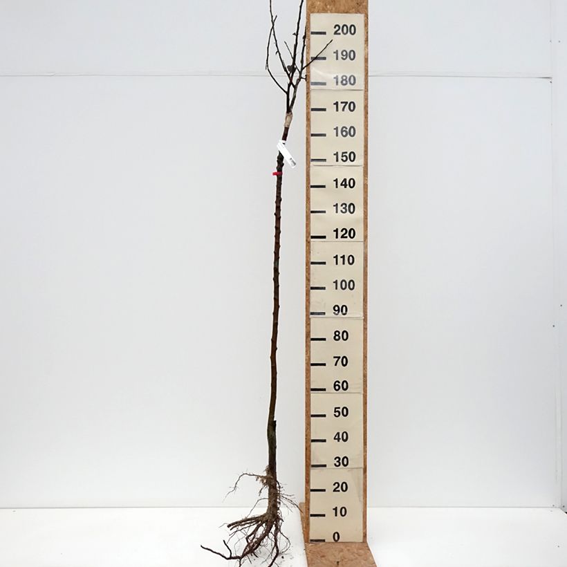 Exemplaar van Appelboom Reinette de France Naakte wortel, Half-hoge stam zoals geleverd in de winter