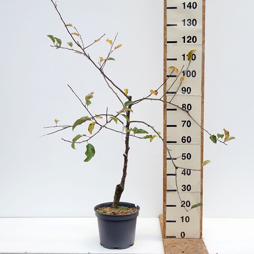 Exemplaar van Appelboom Reinette du Mans Pot van 7,5 l/10 l, Kelkvormig zoals geleverd in de herfst
