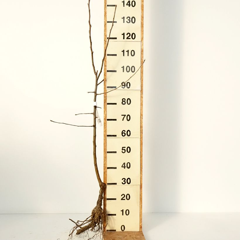 Exemplaar van Appelboom Reinette Etoilée (Sterappel) Naakte wortel, Kelkvormig zoals geleverd in de winter
