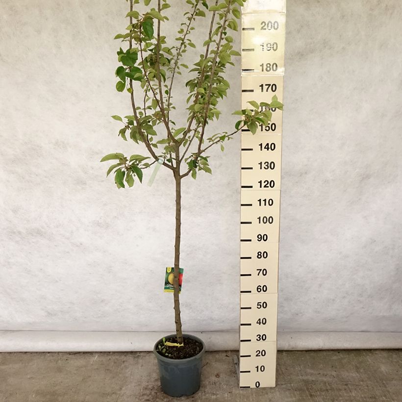 Exemplaar van Appelboom Reinette grise du Canada Pot van 7,5 l/10 l, Half-hoge stam zoals geleverd in de zomer