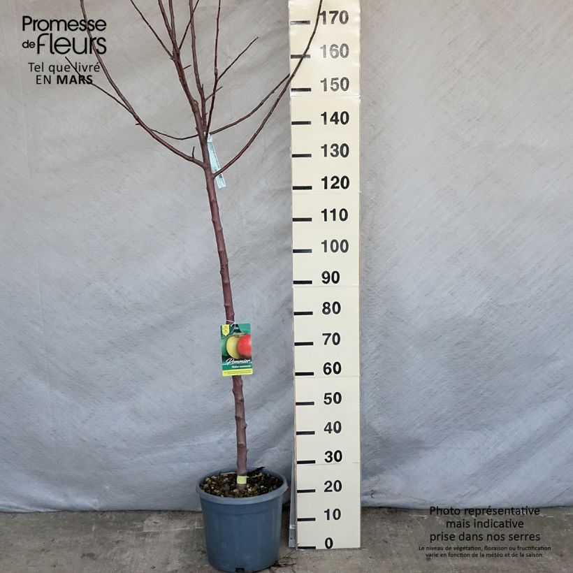 Exemplaar van Appelboom Reinette grise du Canada Pot van 7,5 l/10 l, Half-hoge stam zoals geleverd in de lente