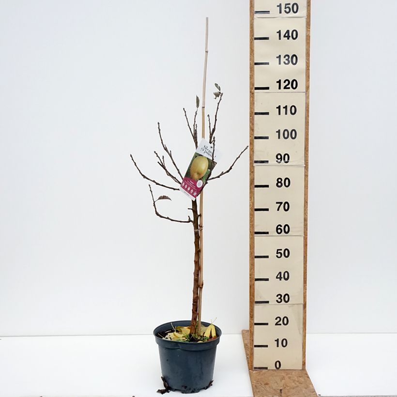 Exemplaar van Appelboom Reinette grise du Canada Pot van 7,5 l/10 l, Kelkvormig zoals geleverd in de herfst